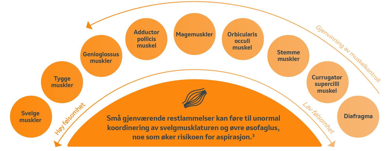 muskelgrupper illustration