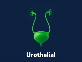 urothelian