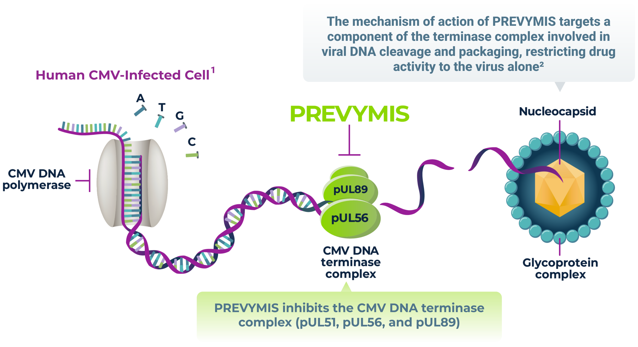 The Mechanisms of Action - NO