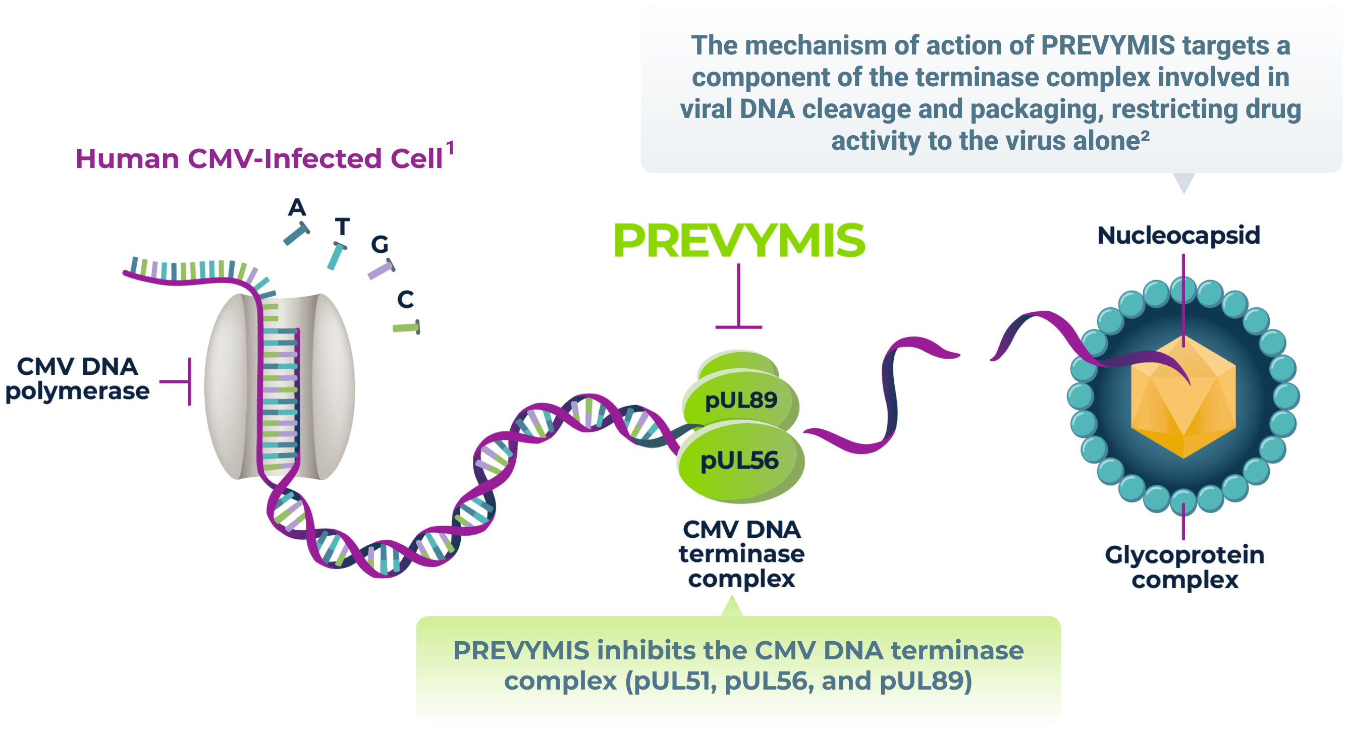 The Mechanisms of Action - NO