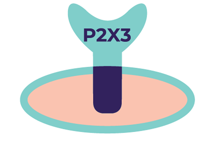 expolore the MOA - icon